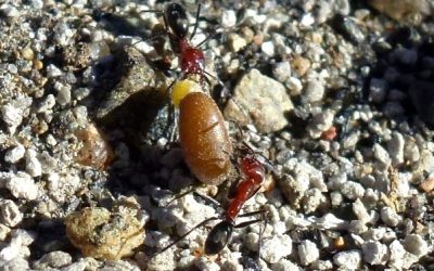 Dispersión de semillas nativas y exóticas por hormigas en la estepa patagónica