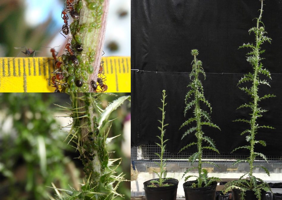 Proyecto: Cambios en la relación C:N:P de las plantas como determinantes de la relación mutualista entre pulgones y hormigas melívoras