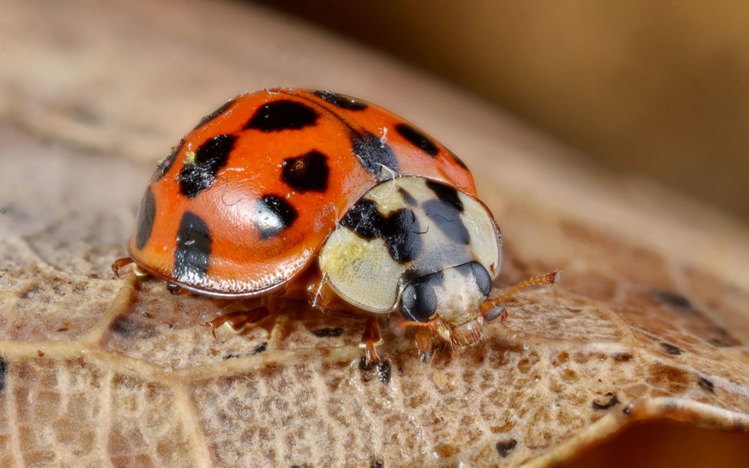 Expansión de especies invasoras: monitoreo del avance de Harmonia axyridis (Pallas) (Coleoptera, Coccinelidae) en la Patagonia Argentina